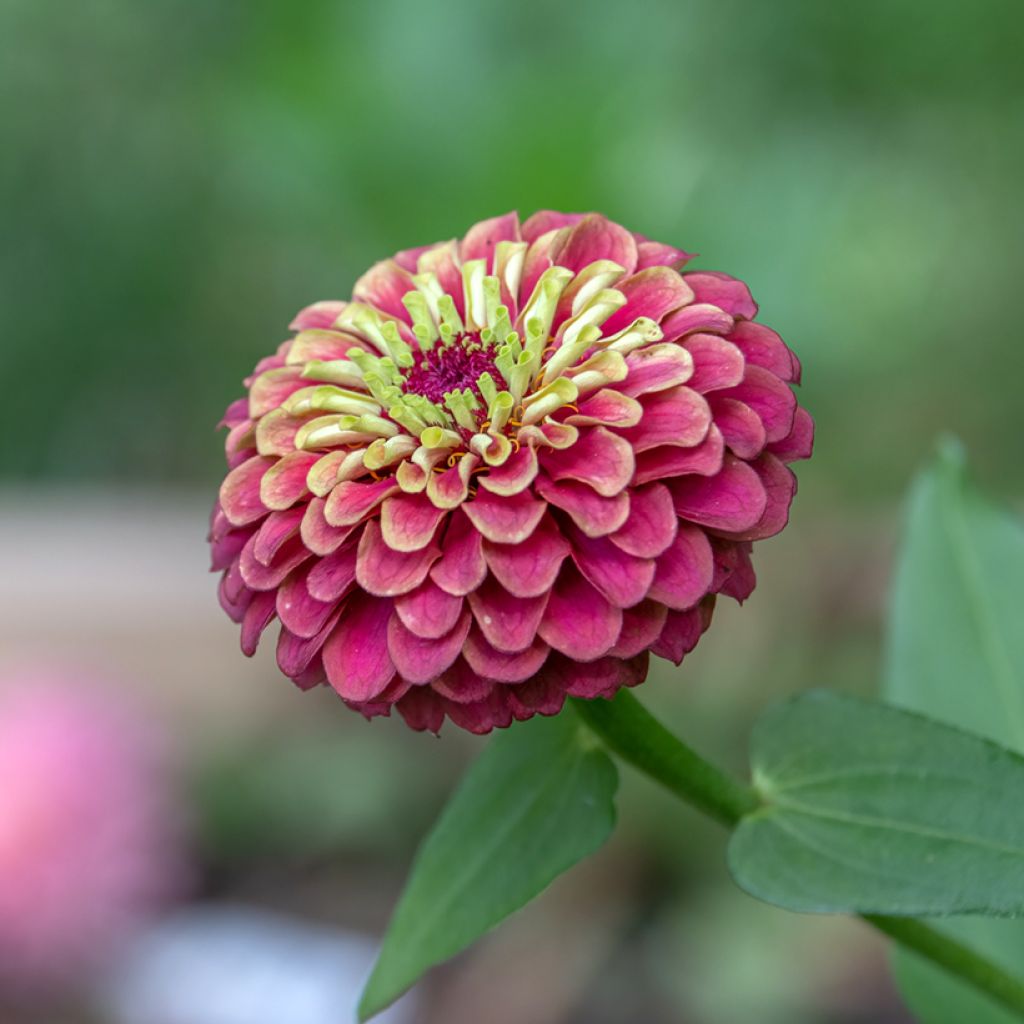 Zinnia elegans Queen Rood Lime (zaad) - Zahara-bloem