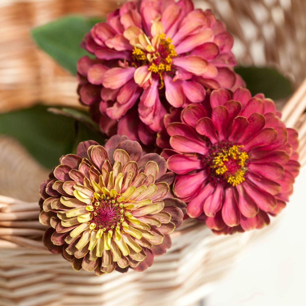 Zinnia elegans Queen Rood Lime (zaad) - Zahara-bloem