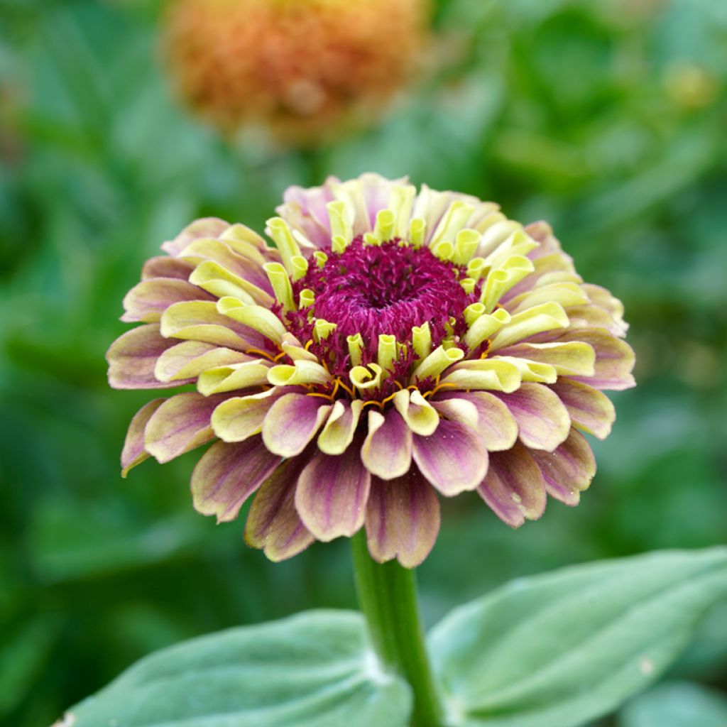 Zinnia elegans Queen Rood Lime (zaad) - Zahara-bloem