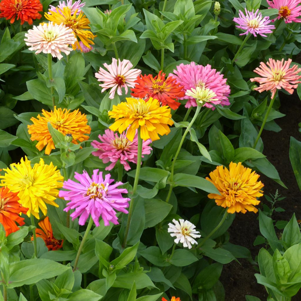 Zinnia elegans met chrysantbloemige bloemen (zaad) - Zahara-bloem
