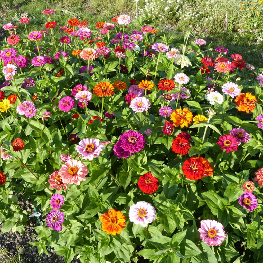 Zinnia elegans Dahlia bloei Mix (zaad) - Zahara-bloem