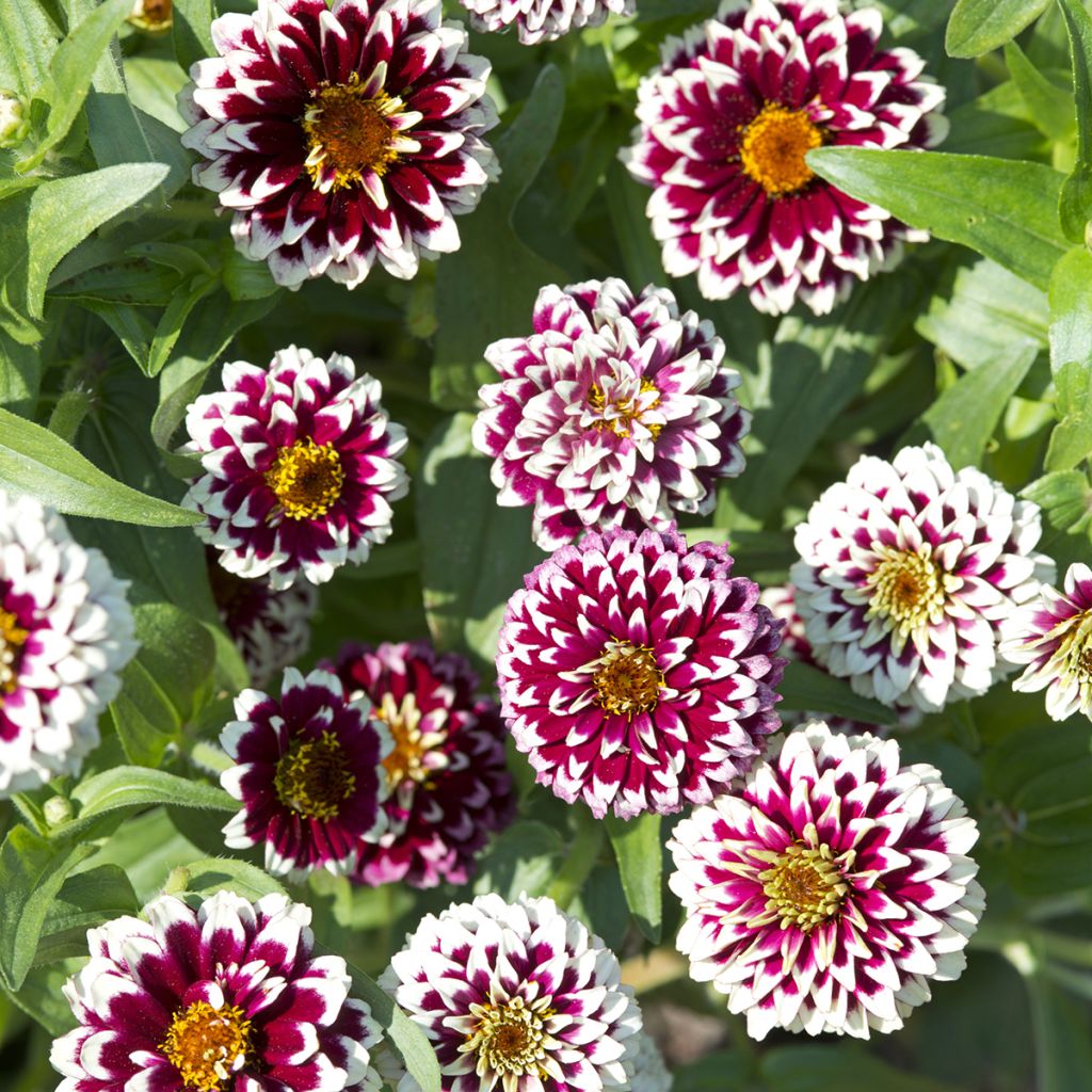 Zinnia haageana Jazzy Rood (zaad) - Zahara-bloem