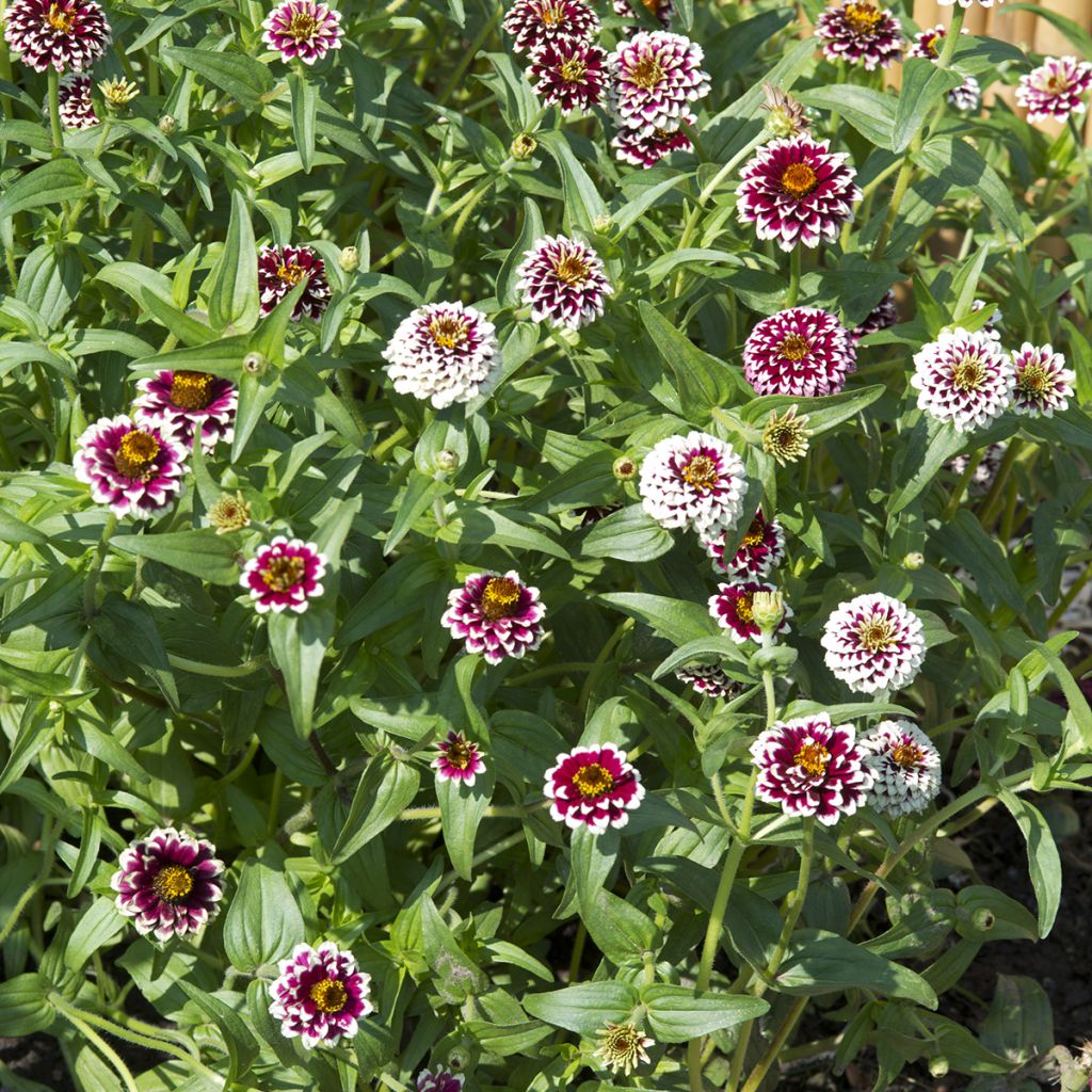 Zinnia haageana Jazzy Rood (zaad) - Zahara-bloem