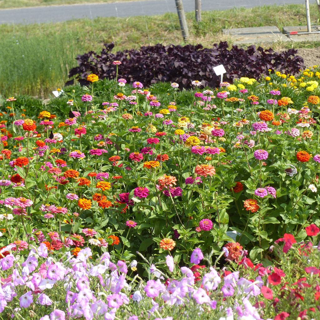 Zinnia elegans Pépito Extra Mix (zaad) - Zahara-bloem