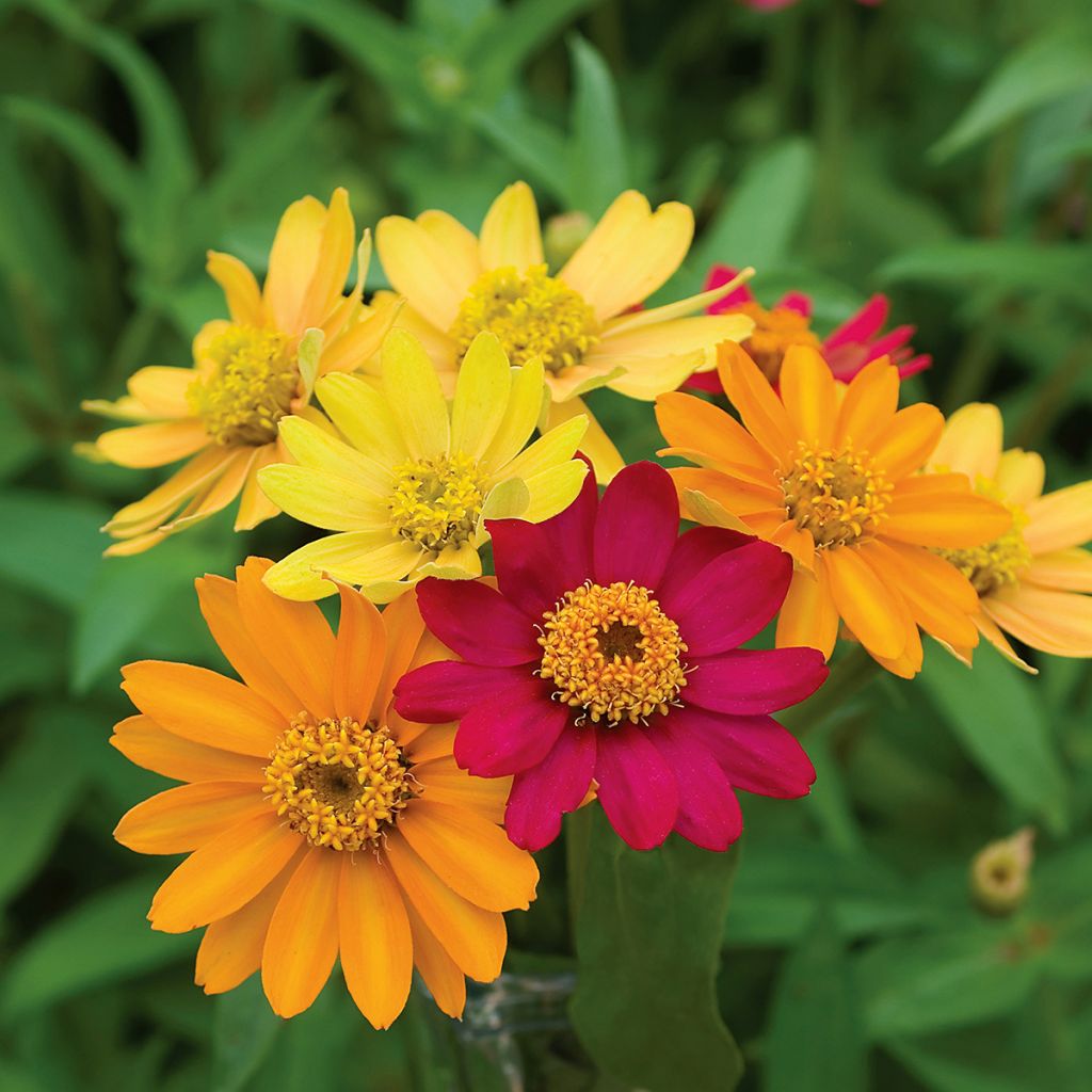 Zinnia elegans Pinwheel Mix (zaad) - Zahara-bloem