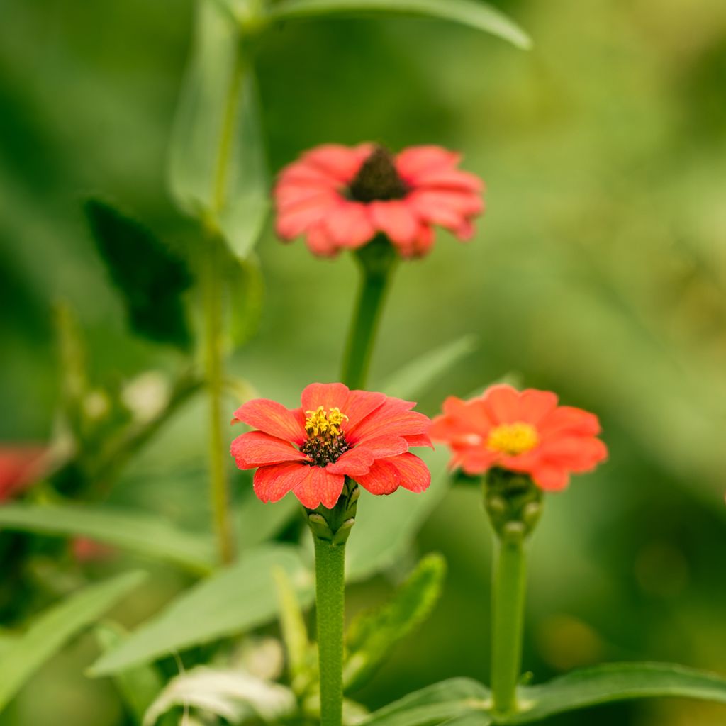 Zinnia peruviana Andes Jewel (zaad) - Zahara-bloem