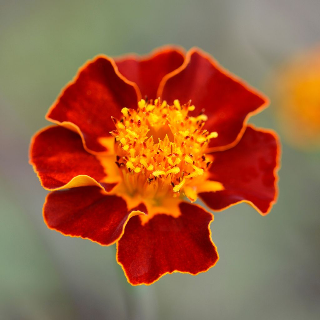 Afrikaantje - Tagetes Burning Embers (zaad)