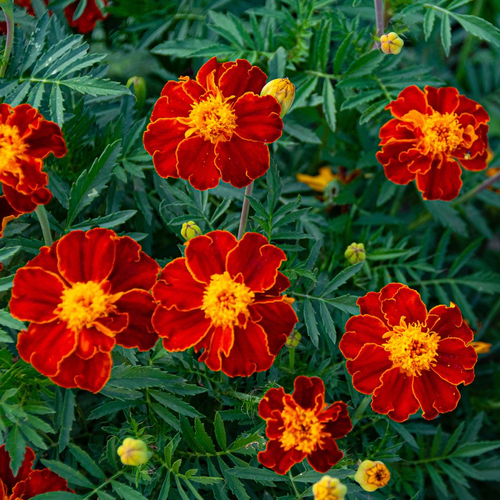 Afrikaantje - Tagetes Burning Embers (zaad)