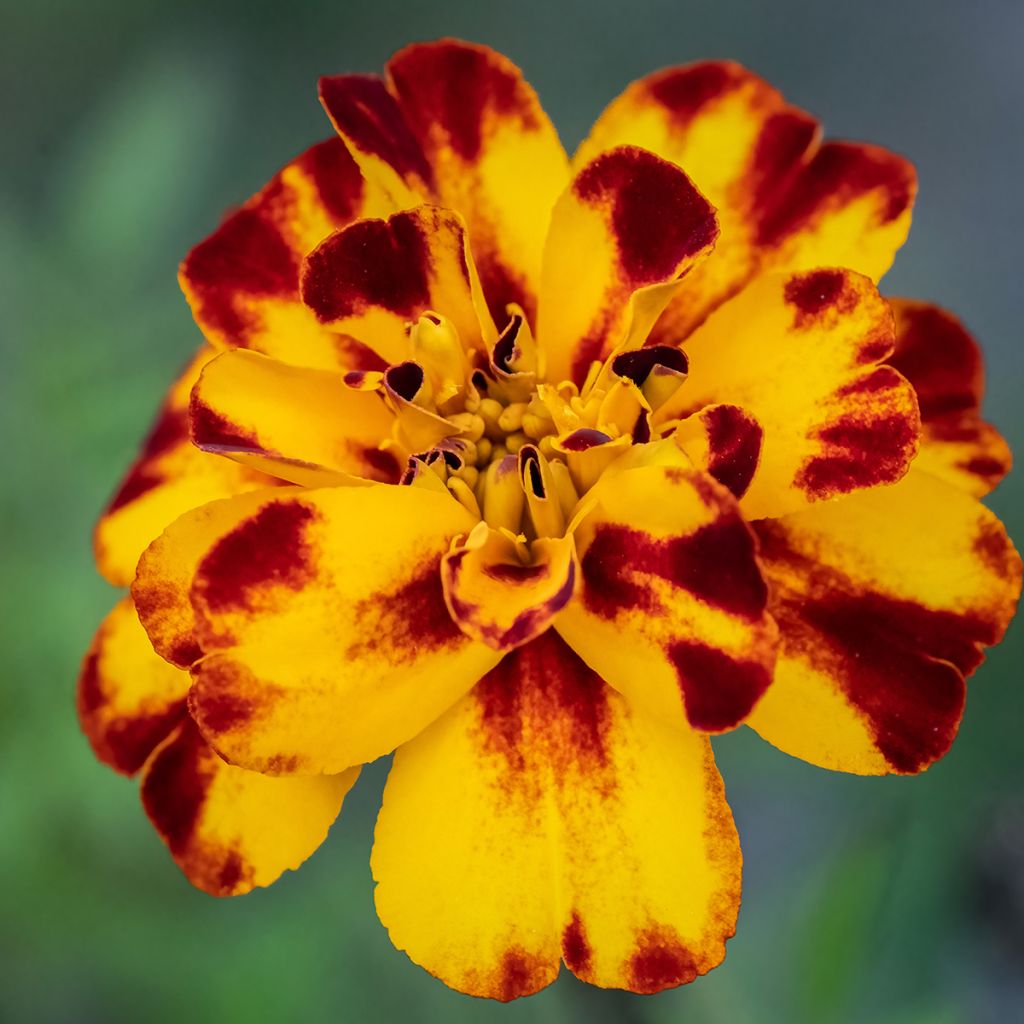 Afrikaantje - Tagetes patula Alumia Crème Brulee (zaad)