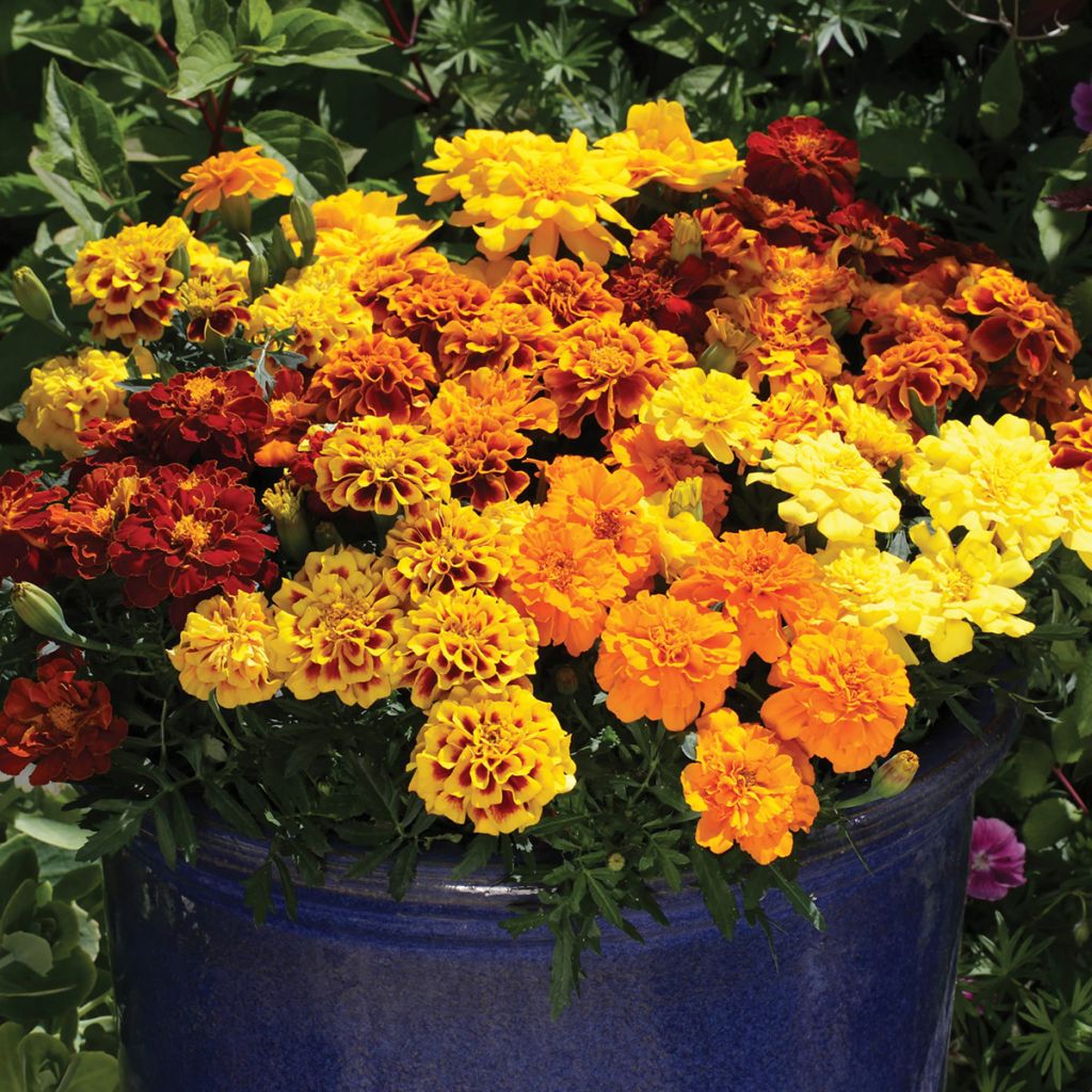 Afrikaantje - Tagetes patula Alumia Mix (zaad)