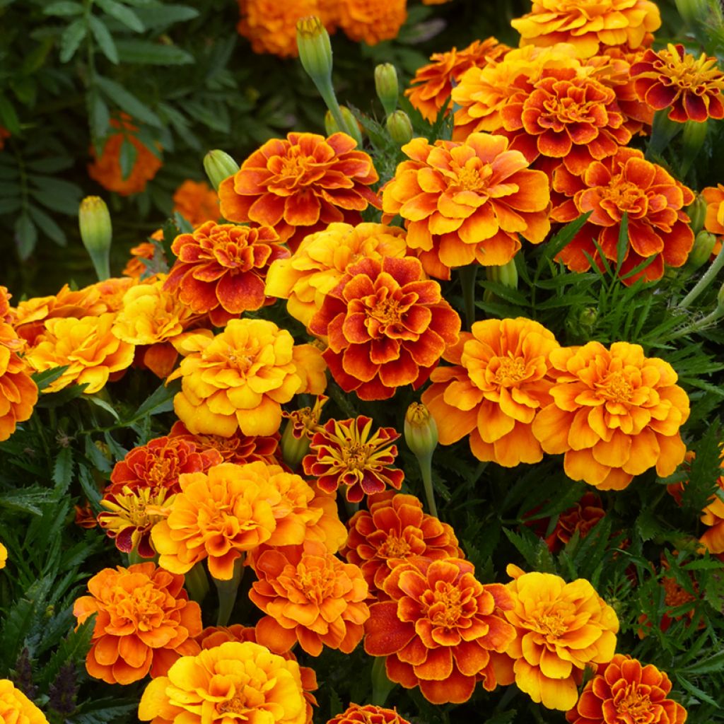 Afrikaantje - Tagetes patula Reine Sophie (zaad) biologisch