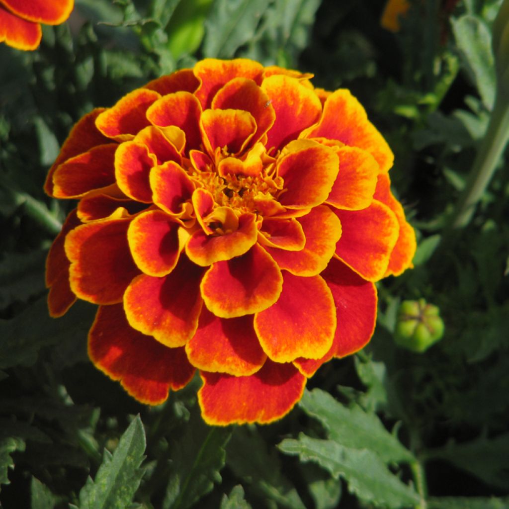 Afrikaantje - Tagetes patula Reine Sophie (zaad) biologisch