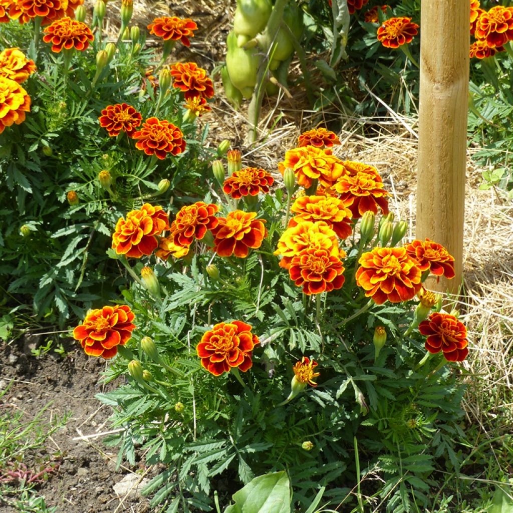 Afrikaantje - Tagetes patula Reine Sophie (zaad) biologisch