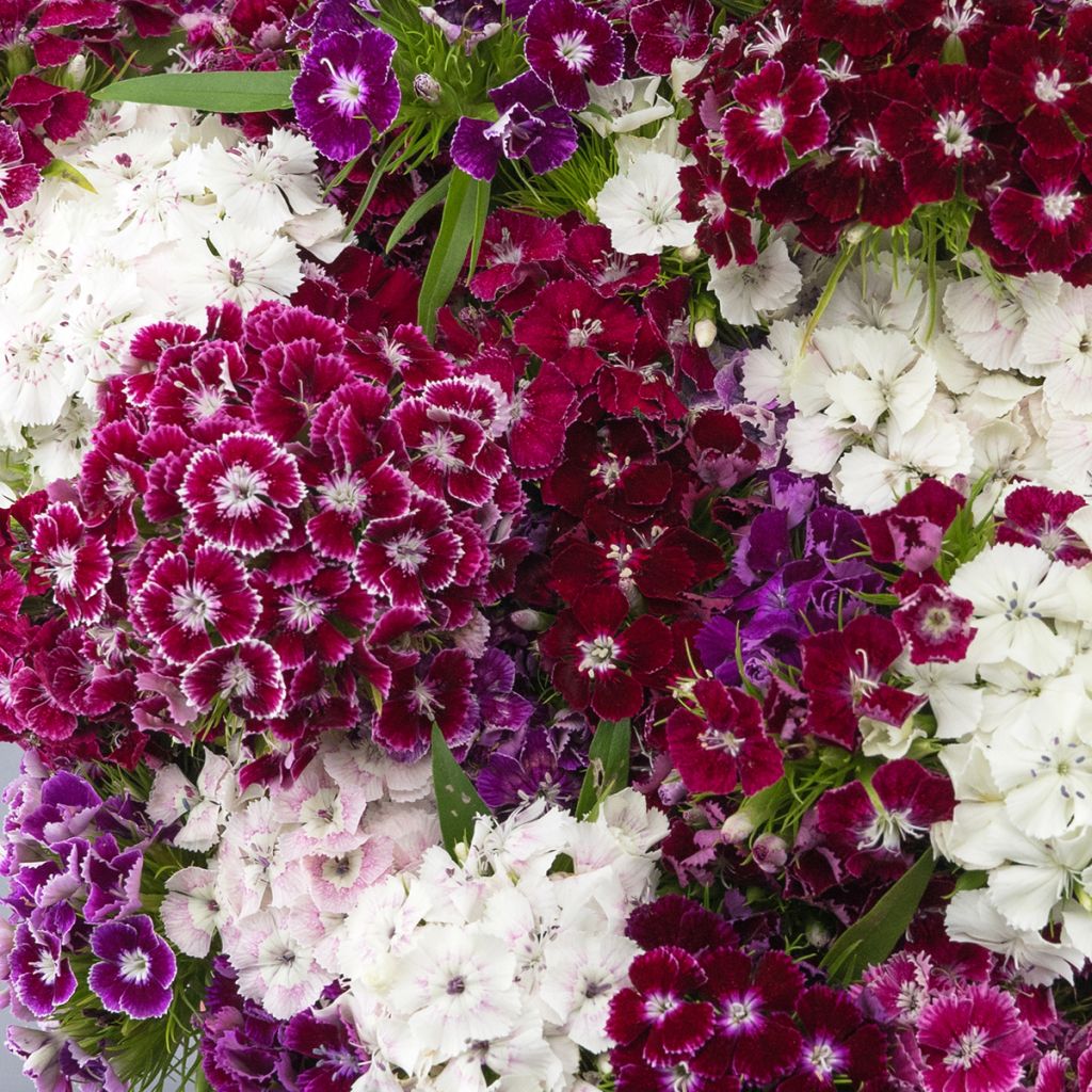 Duizendschoon Hollandia Purple Crown (zaad) - Dianthus barbatus