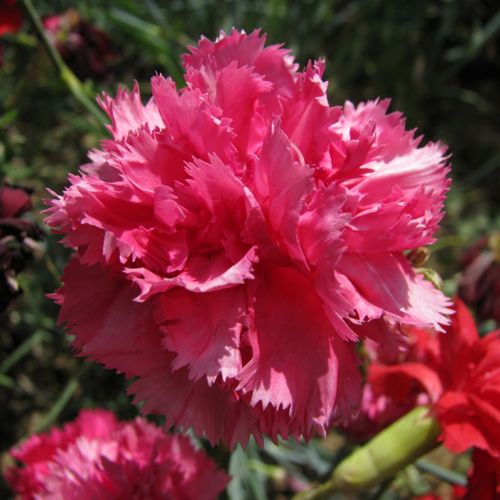 Dianthus caryophyllus Triumph Roze (zaad) - Anjer