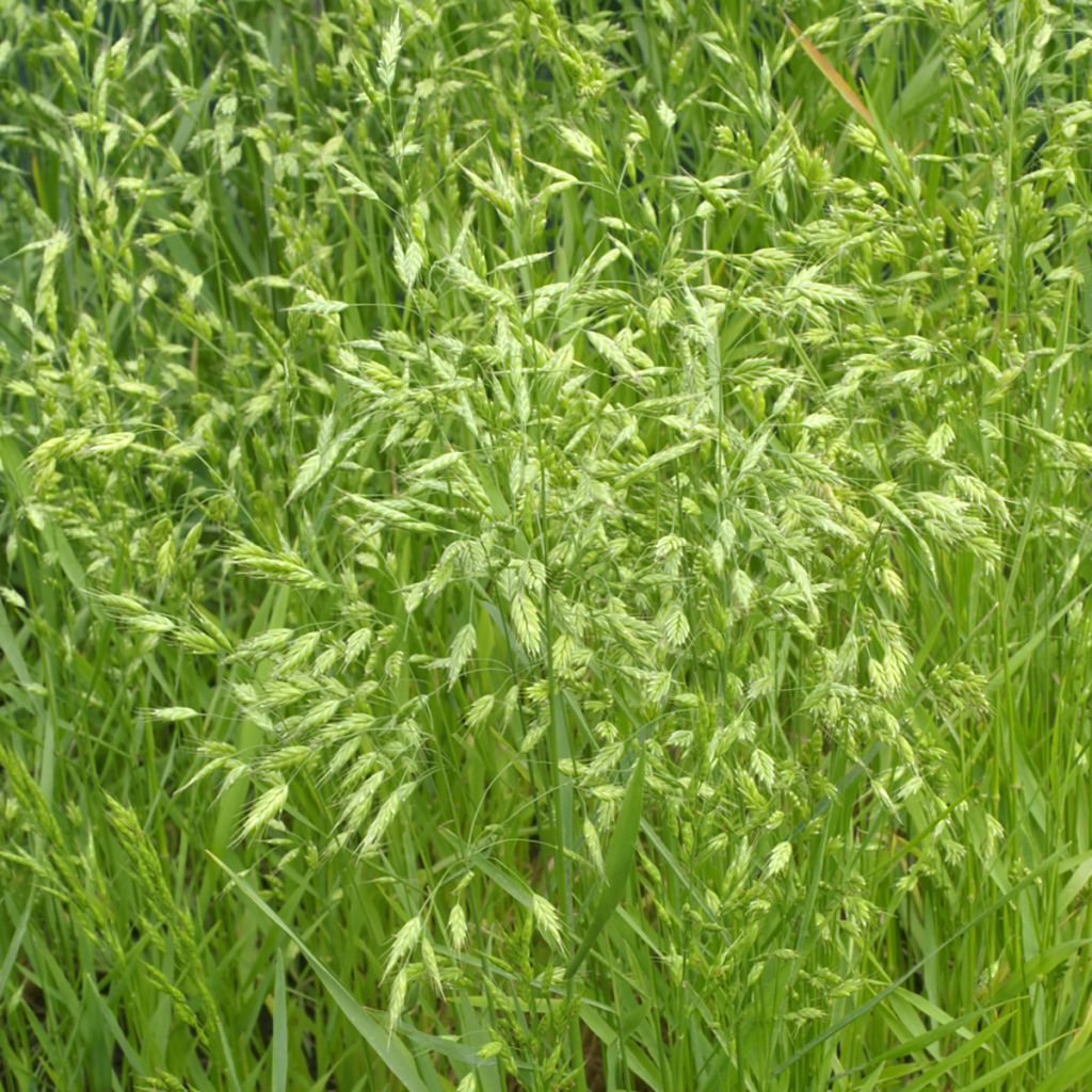 Bromus secalinus (zaad) - Raaigras
