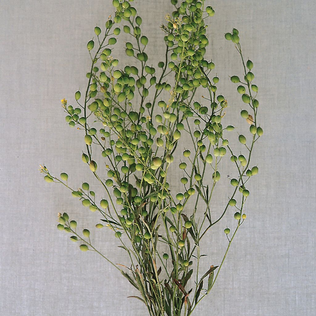 Lepidium sativum Attraxa (zaad) - Tuinkers