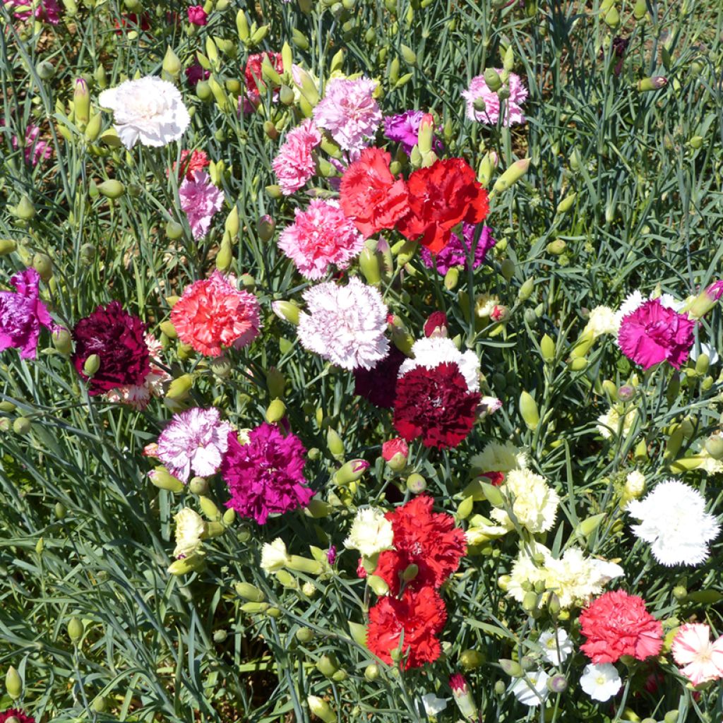 Dianthus caryophyllus Giant Chabaud Mixed (zaad) - Anjer
