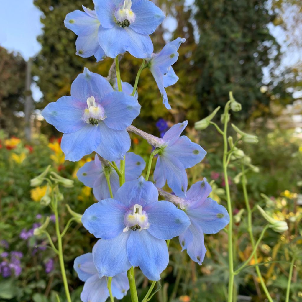 Delphinium grandiflorum Summer Blues (zaad) - Ridderspoor