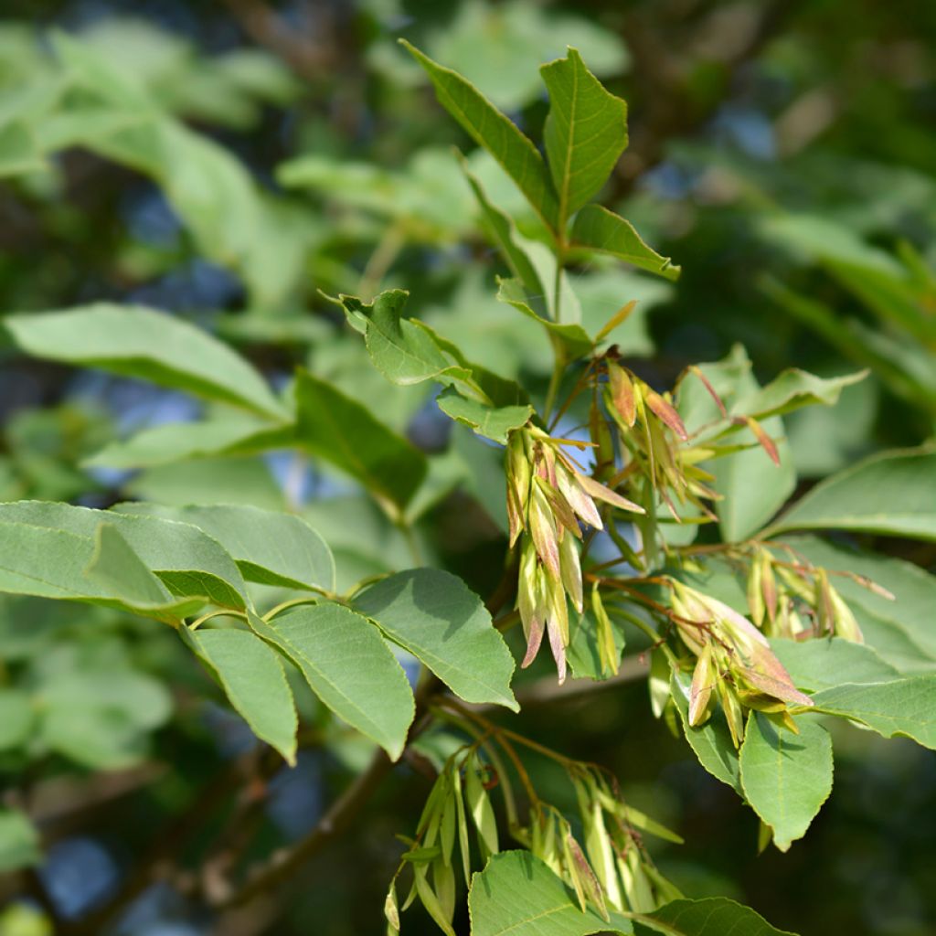 Fraxinus ornus (zaad) - Pluim-es