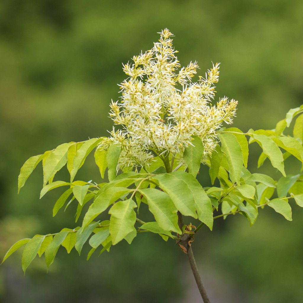Fraxinus ornus (zaad) - Pluim-es