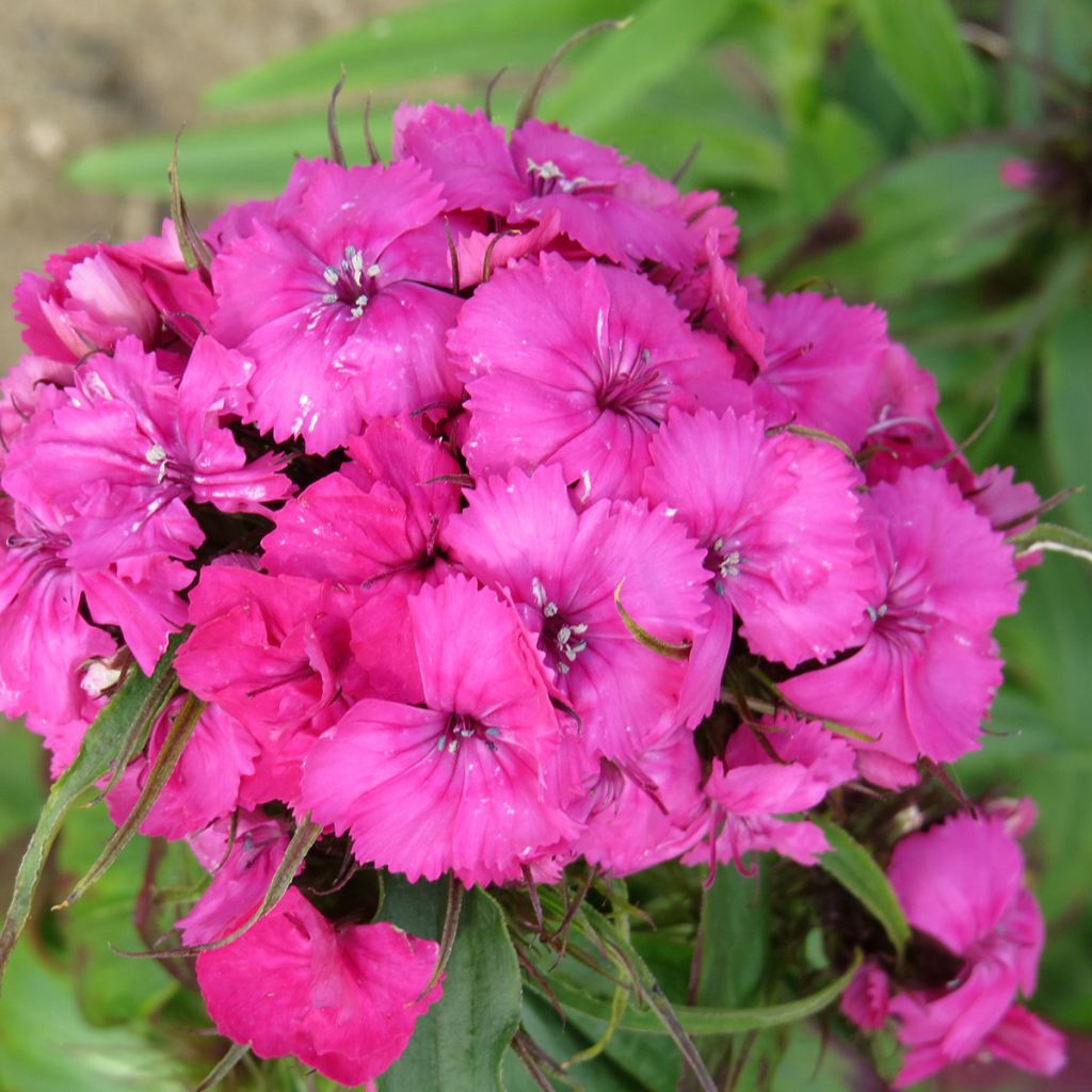 Duizendschoon Etournelle Roze (zaad) - Dianthus barbatus