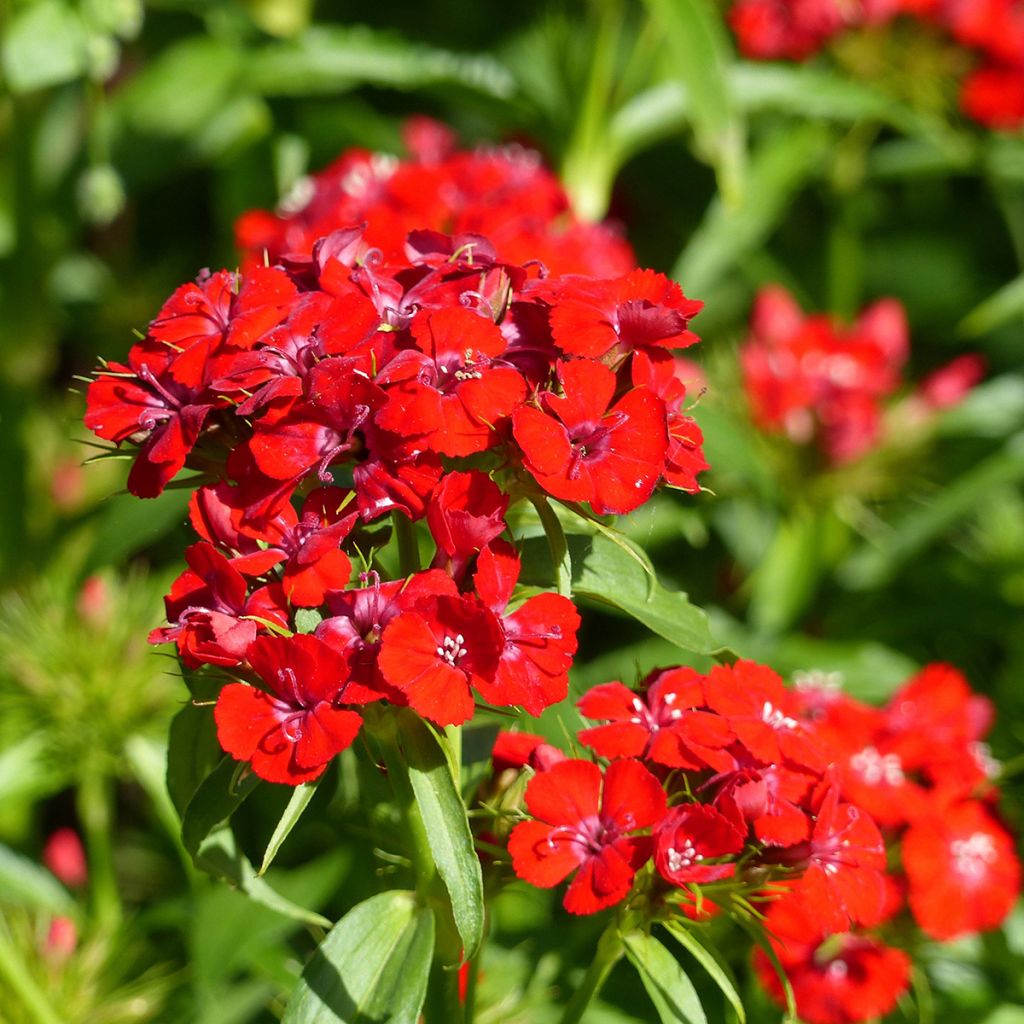 Duizendschoon Etournelle Scarlet (zaad) - Dianthus barbatus