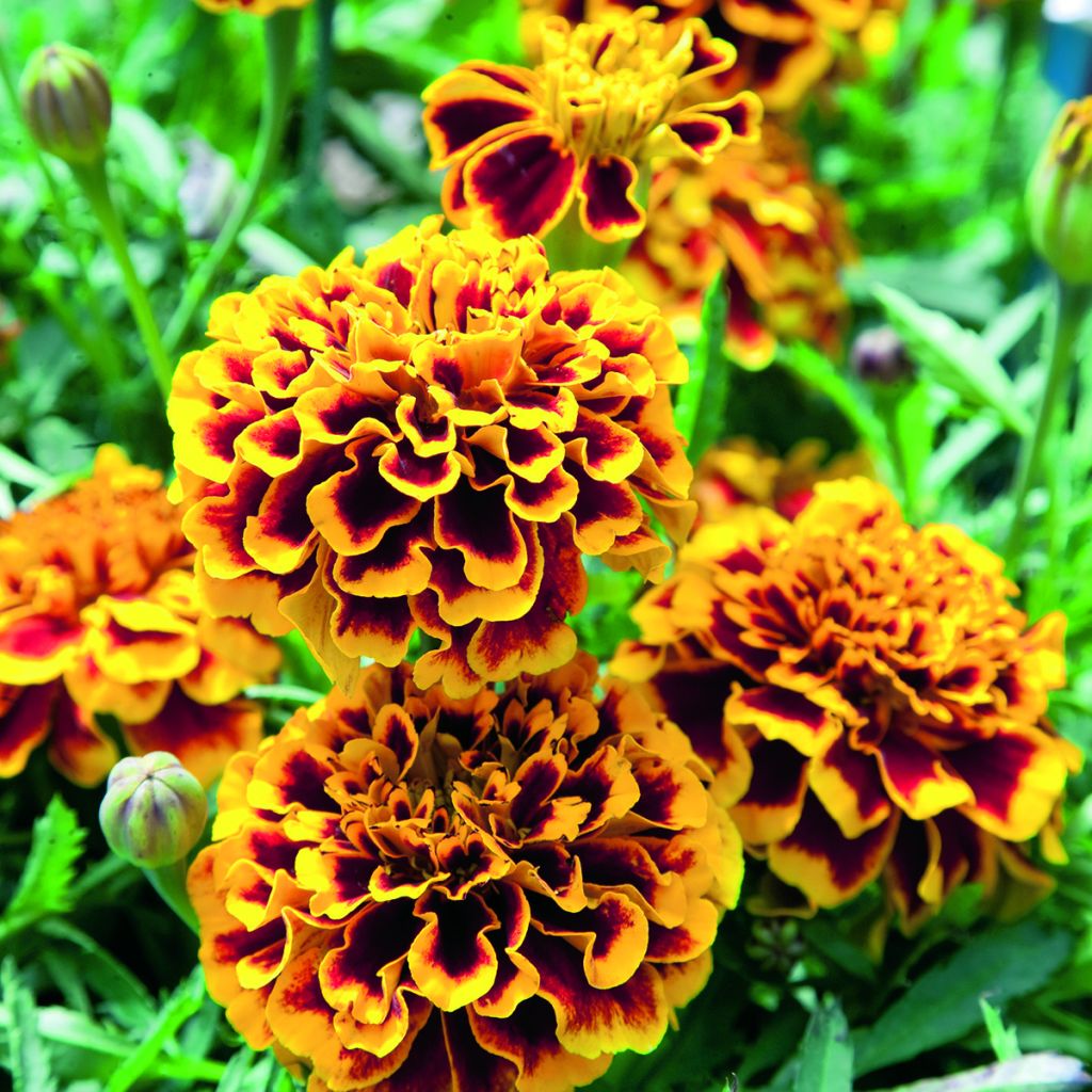 Afrikaantje - Tagetes patula Colossus (zaad)