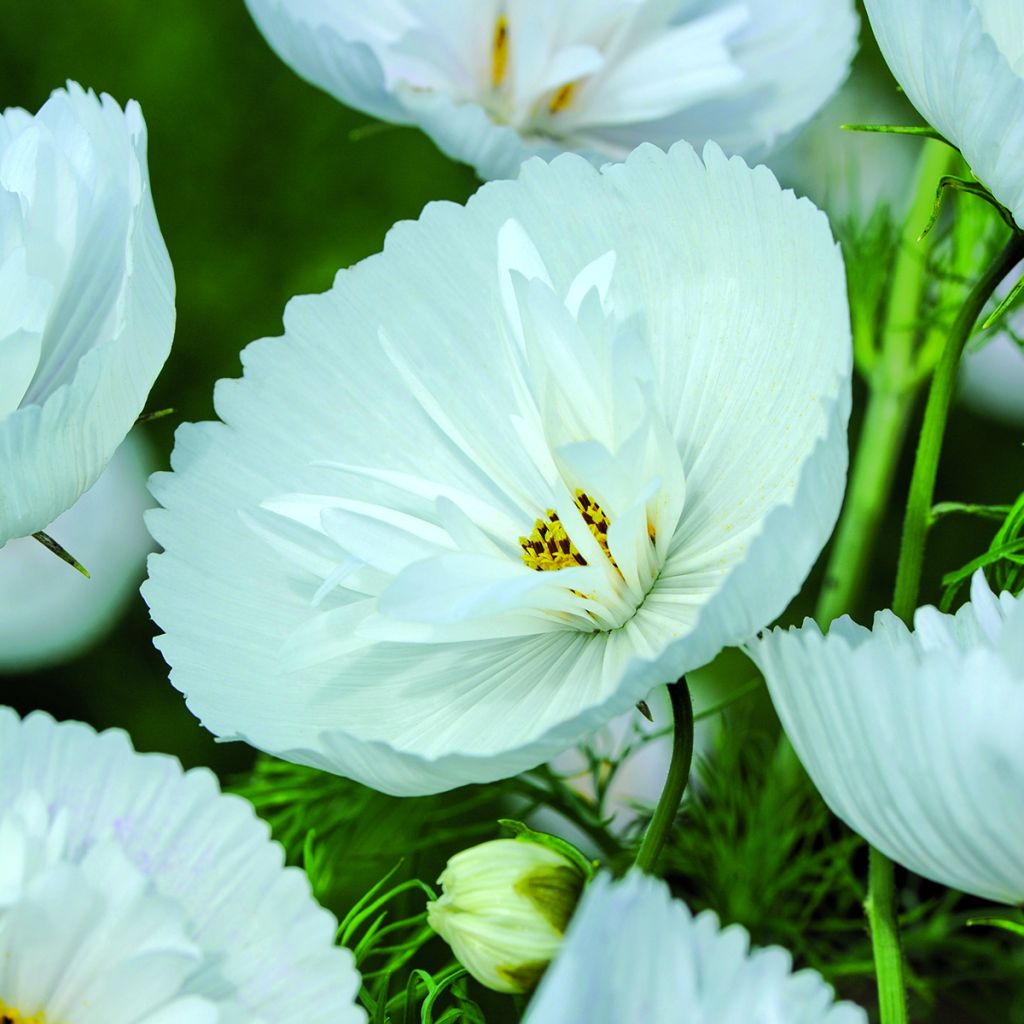 Cosmea Cupcakes Wit (zaad) - Cosmos bipinnatus