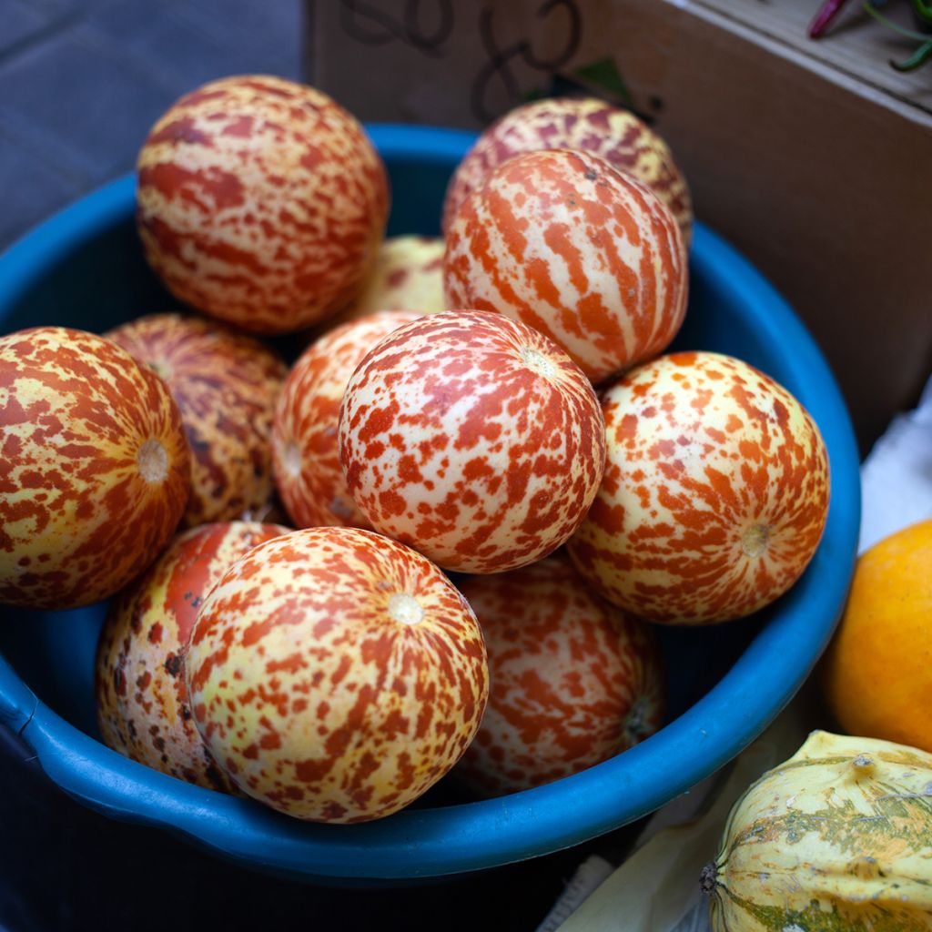 Granaatmeloen Queen Anne's Pocket (zaad)