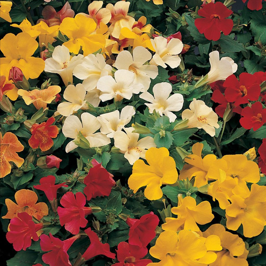Mimulus Mystic Mixed F1 Hybrid (zaad) - Maskerbloem