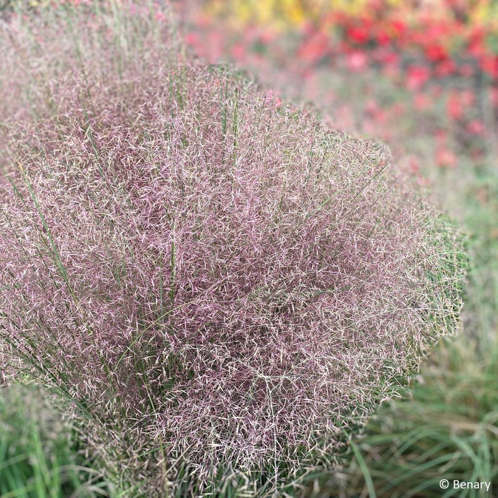 Muhlenbergia reverchonii Rosy (zaad) - Prairiegas