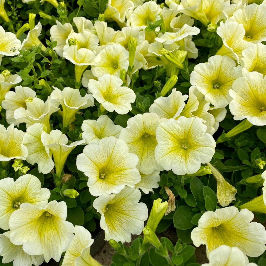Petunia Limoncello F1 (zaad) - Hangpetunia