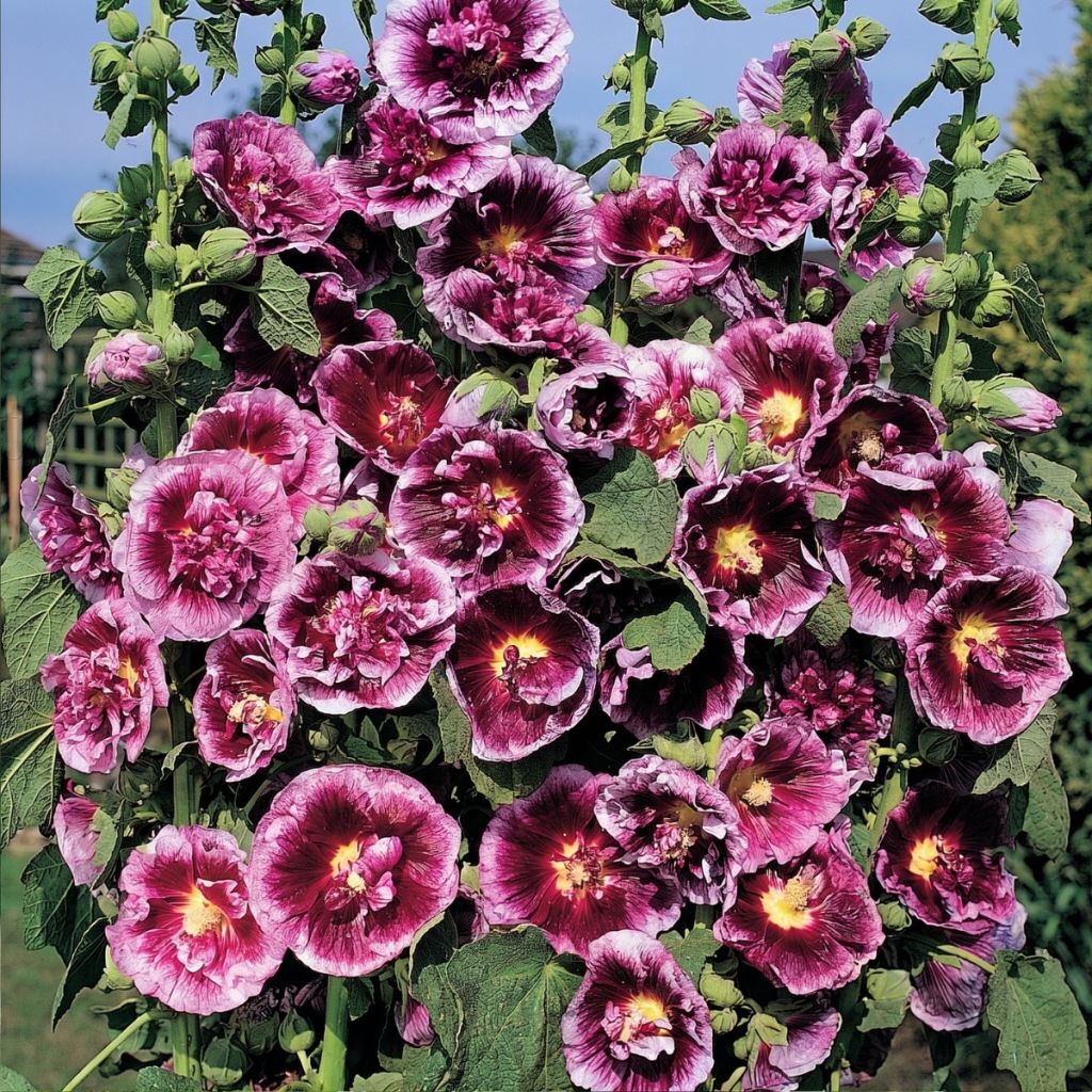Alcea rosea Crème de Cassis (zaad) - Stokroos