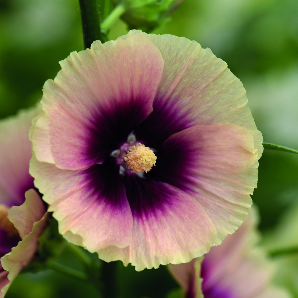 Alcea rosea Halo Apricot (zaad) - Stokroos