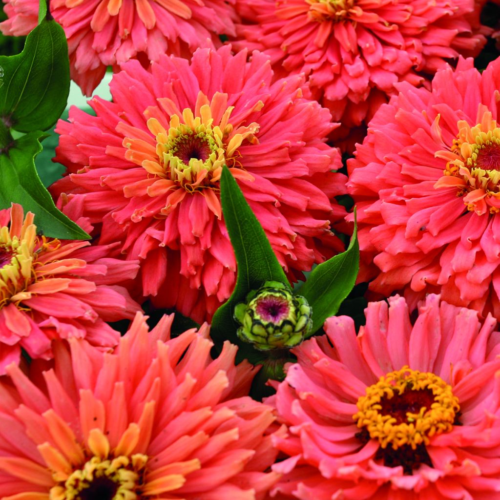 Zinnia elegans Señora (zaad) - Zahara-bloem