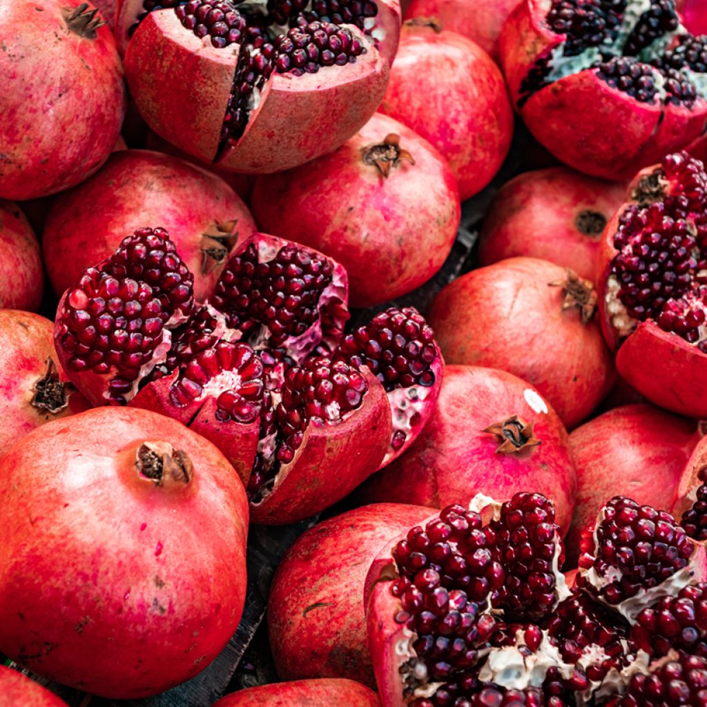 Acco - Granaatappel Punica granatum