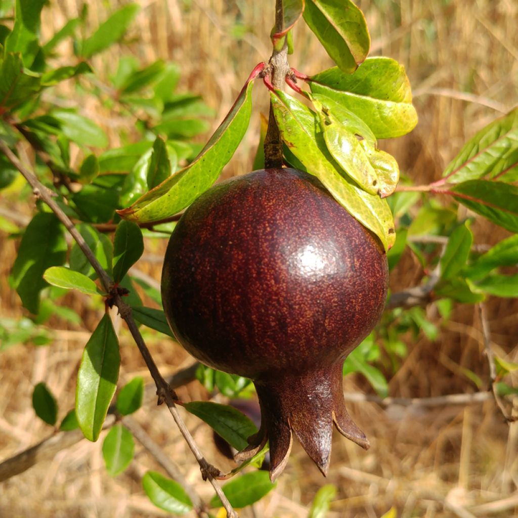 Granaatappel Asmar - Punica granatum