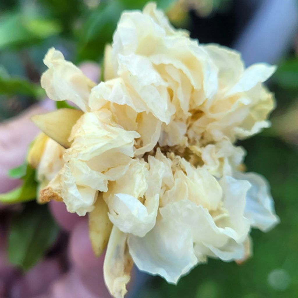 Punica granatum Alba Plena - Granaatappel