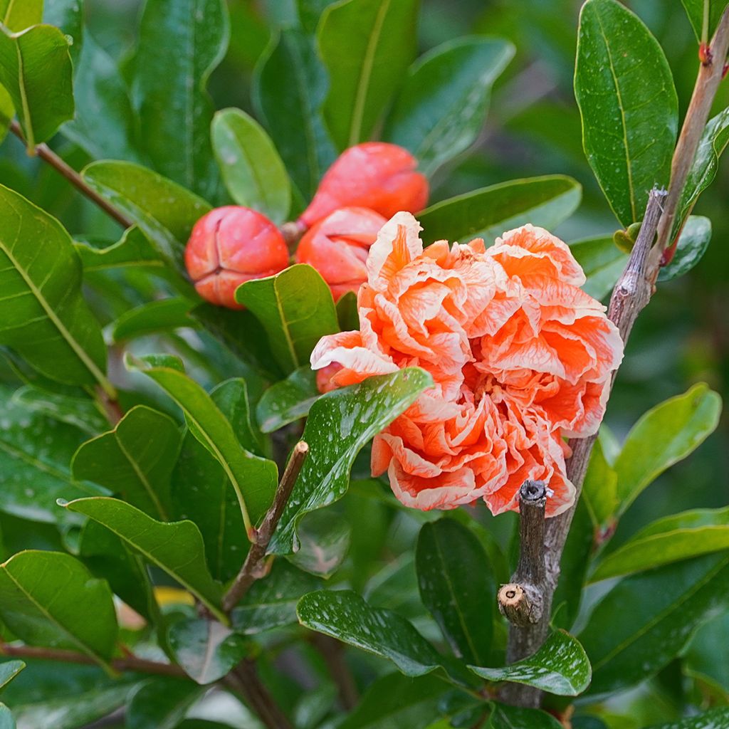 Punica granatum California Sunset - Granaatappel