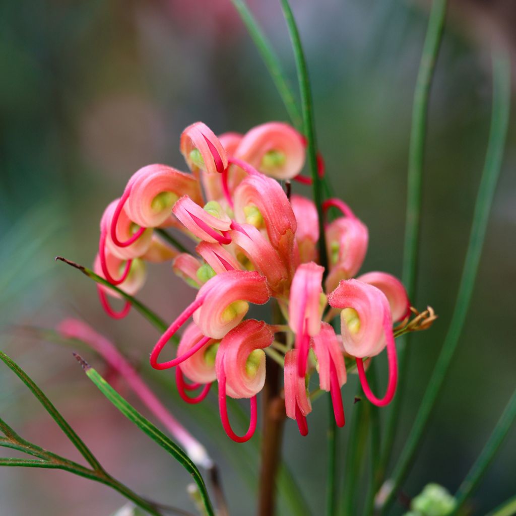 Grevillea johnsonii - Australische zilvereik