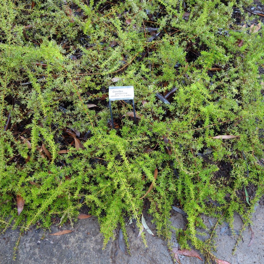 Grevillea juniperina - Australische zilvereik