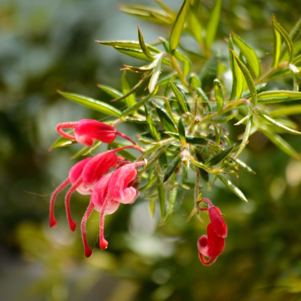 Grevillea juniperina - Australische zilvereik
