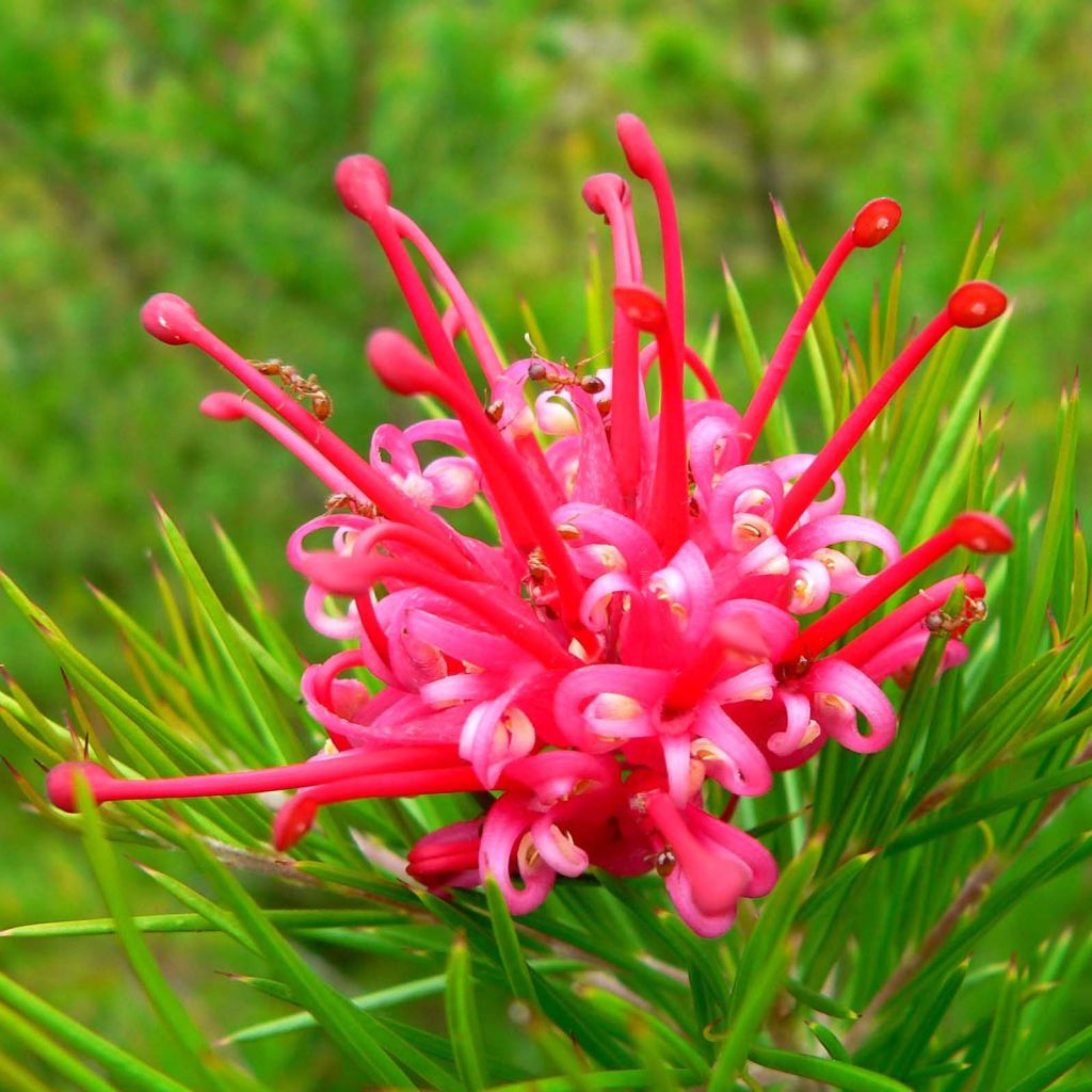 Grevillea juniperina Canberra Gem - Australische zilvereik