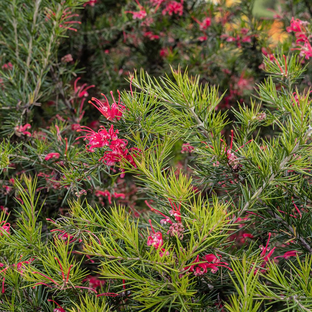 Grevillea juniperina - Australische zilvereik