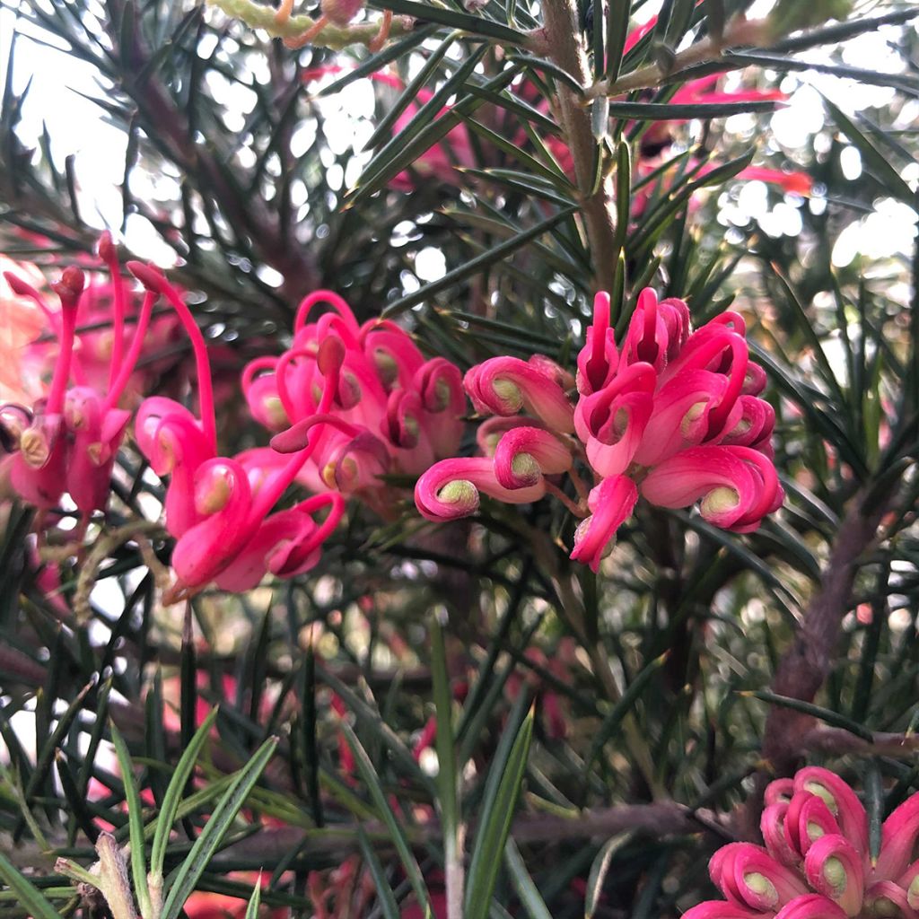 Grevillea juniperina - Australische zilvereik