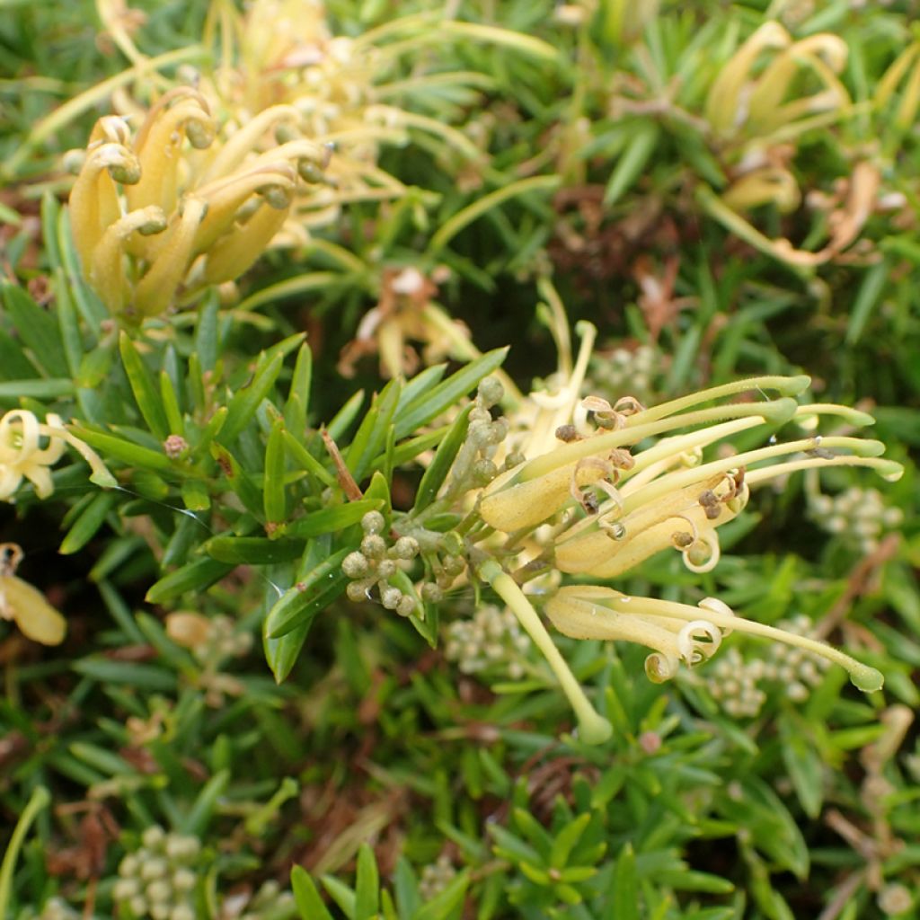 Grevillea prostrata Aurea - Australische zilvereik