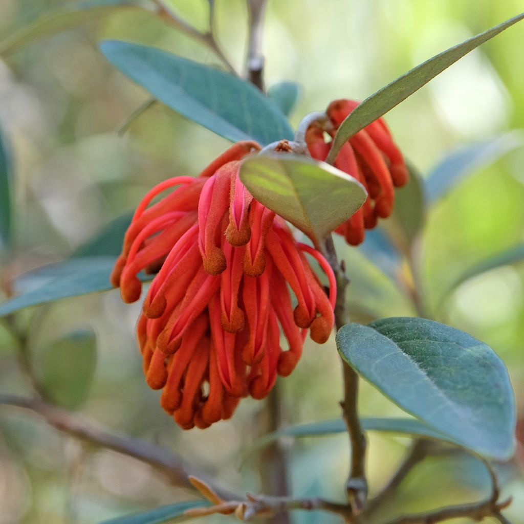 Grevillea victoriae - Australische zilvereik