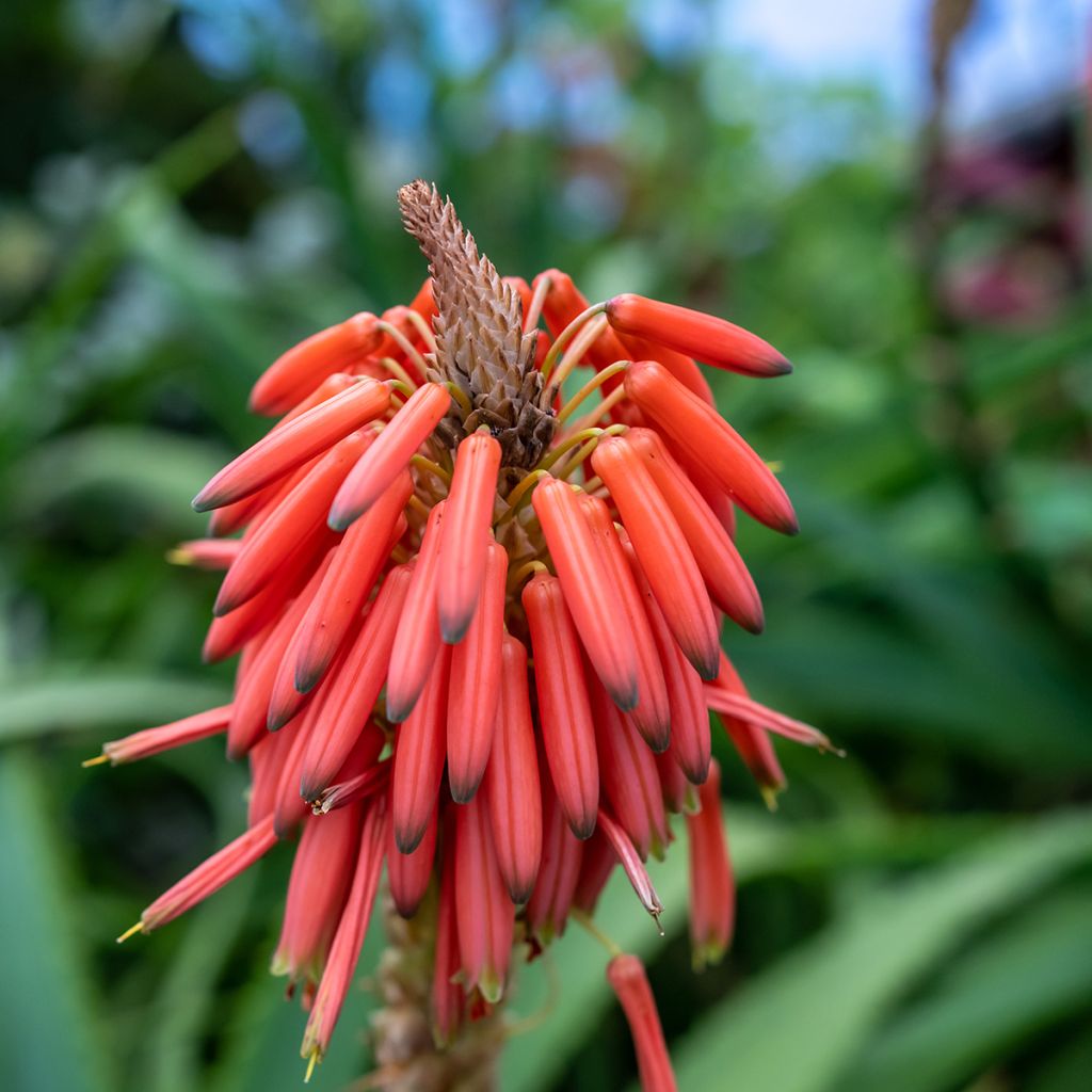 Grevillea victoriae - Australische zilvereik