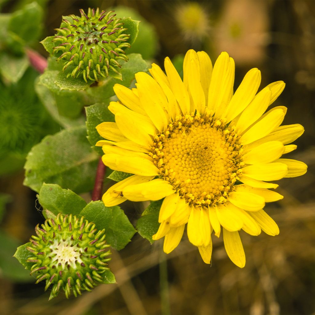 Grindelia camporum - Gomplant